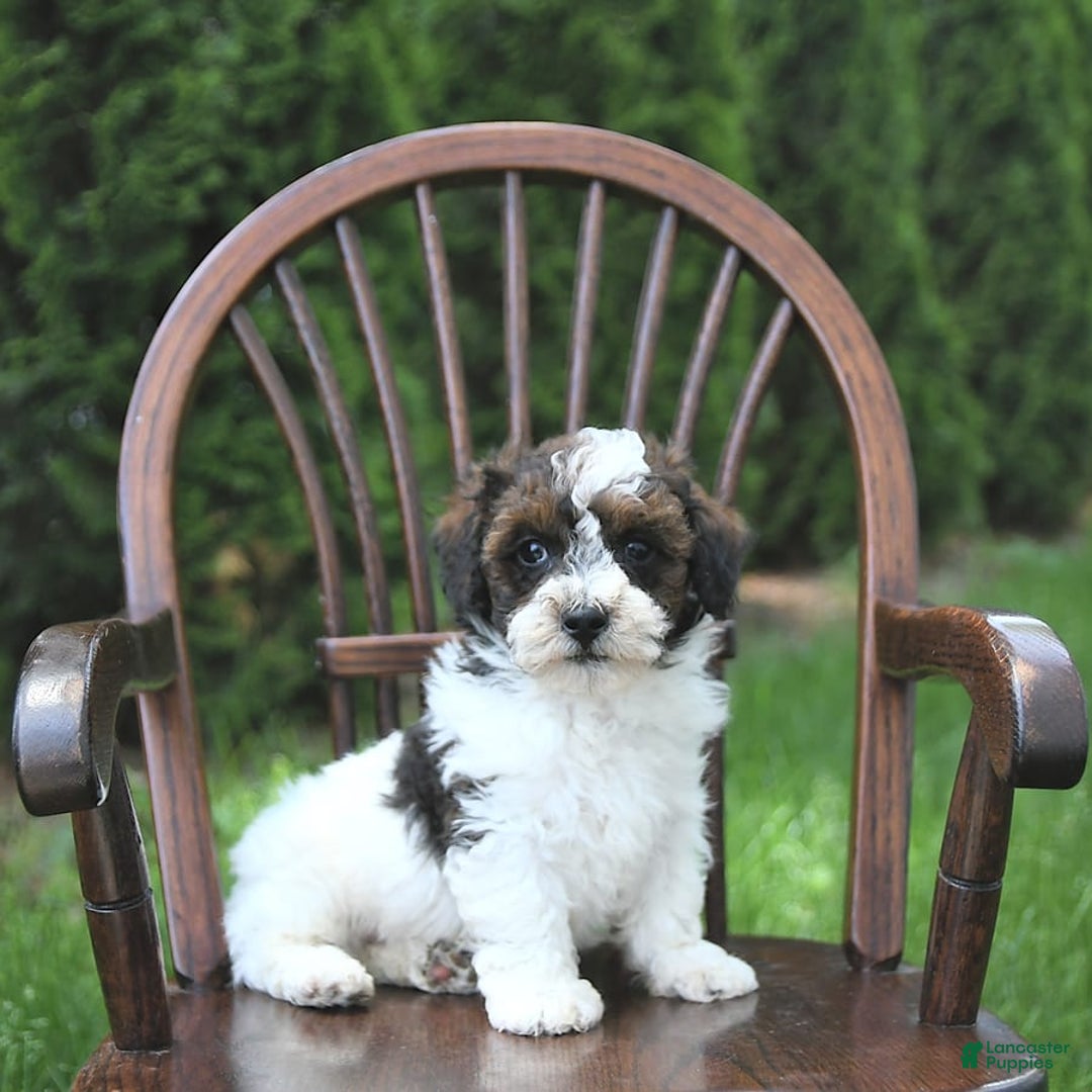 Miniature Poodle dogs for sale: Tucker Extra Small - Ad 1