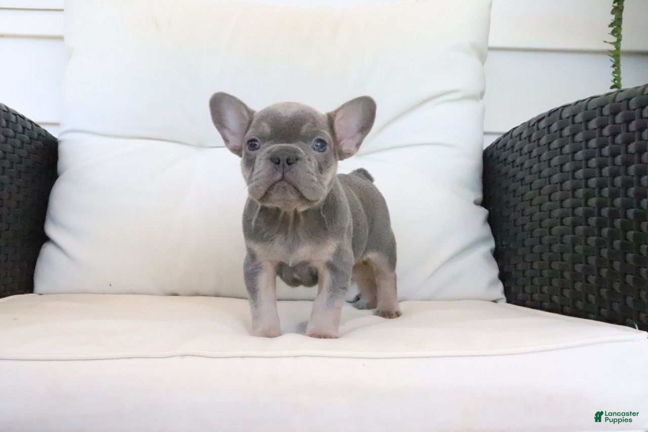 French Bulldog dogs Trisha  - Ad 2