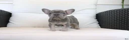 French Bulldog dogs for sale: Trisha  - Ad 2