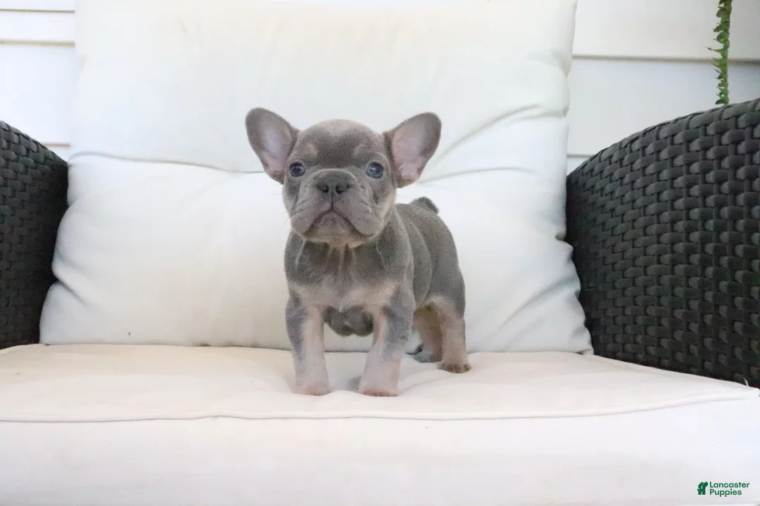 French Bulldog dogs for sale: Trisha  - Ad 2