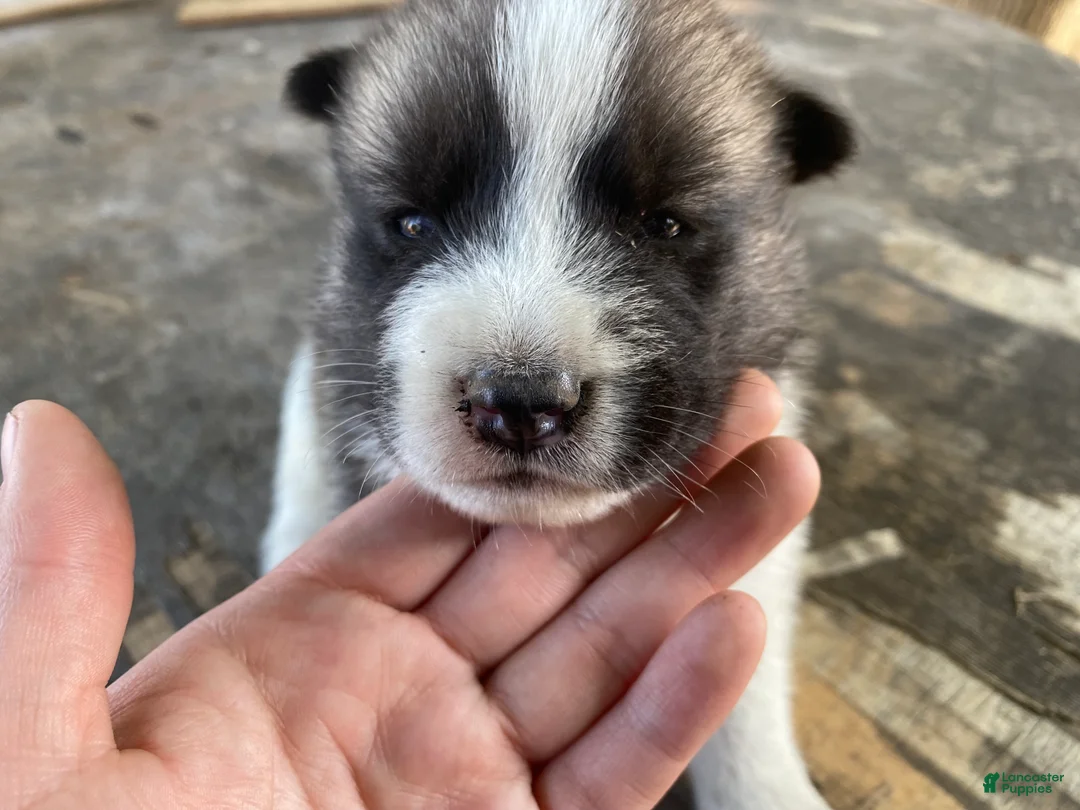 Mixed Breed dogs for sale: June - Ad 2