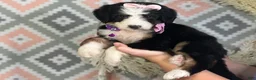 Bernedoodle dogs for sale: Ingrid - Ad 3