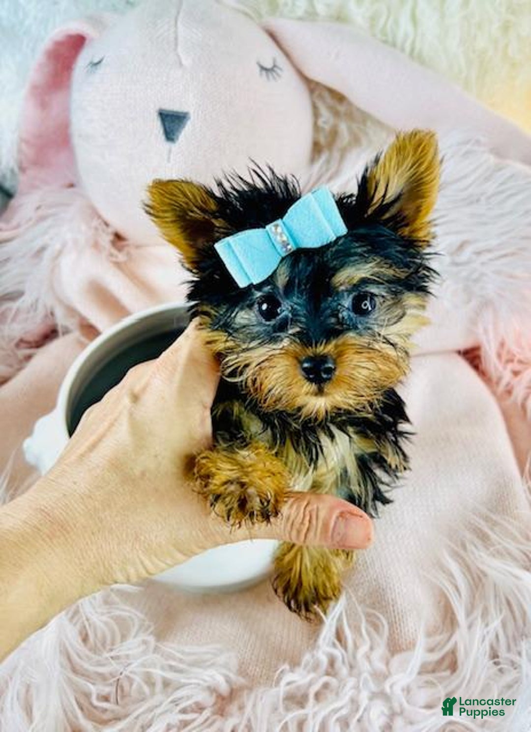 Silky Terrier dogs for sale: Teacup Silky Terrier Puppy  - Ad 2