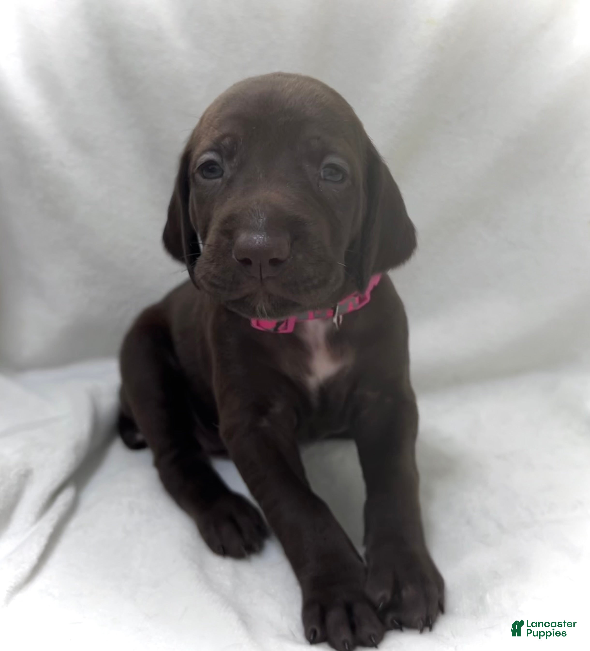 German Shorthaired Pointer dogs Hope - Ad 30