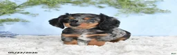 Miniature Dachshund dogs for sale: Hickory - Ad 4