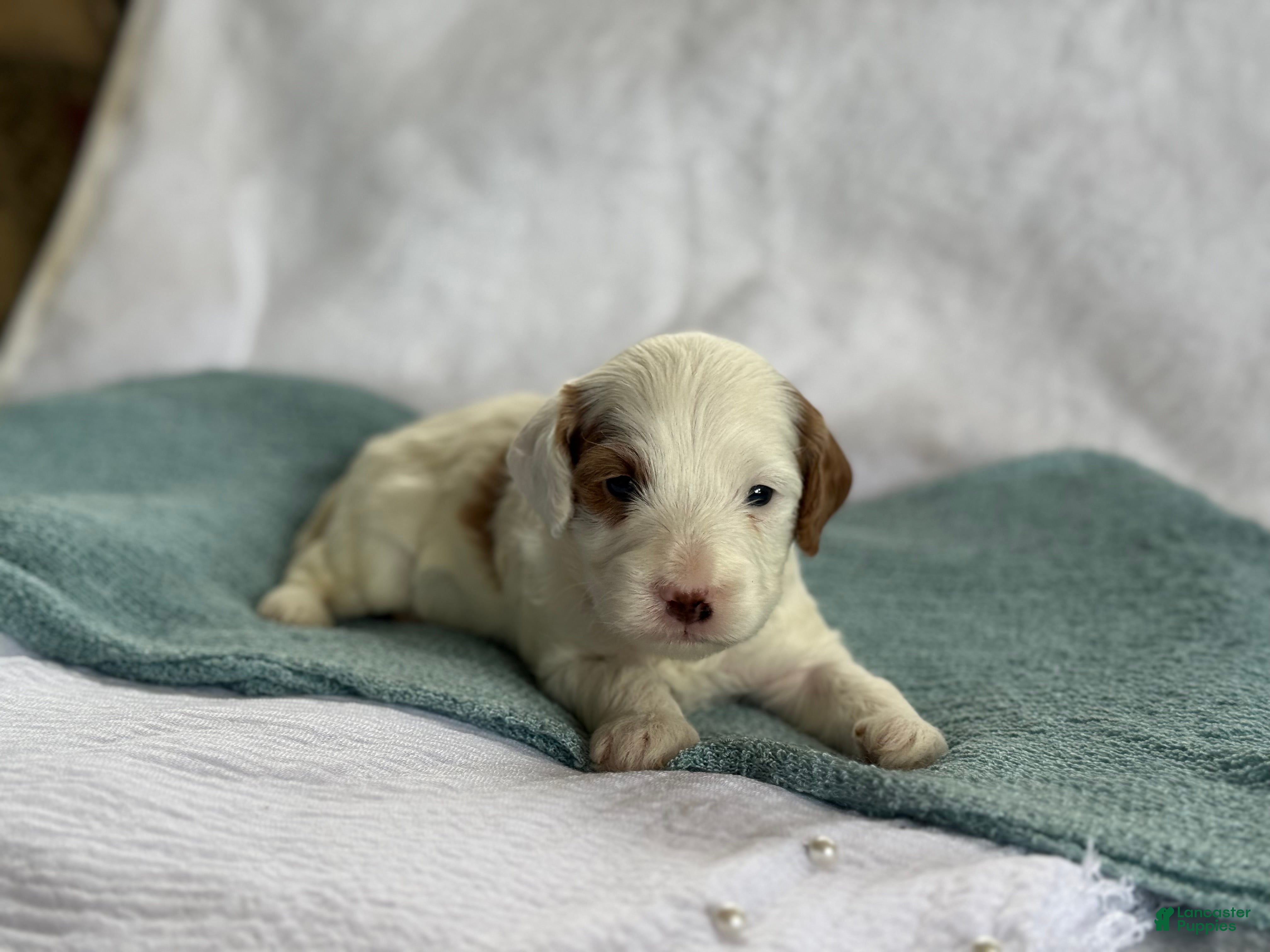 Cavapoo dogs Alfie - Ad 2