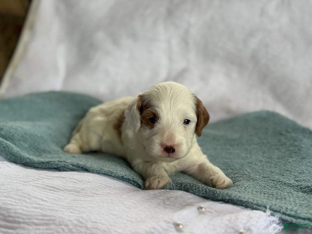 Cavapoo dogs for sale: Alfie - Ad 2