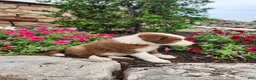 Border Collie dogs for sale: Jeffrey - Ad 2