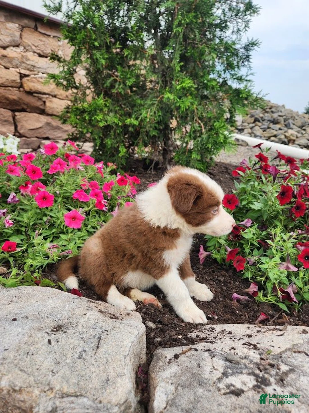 Border Collie dogs for sale: Jeffrey - Ad 2