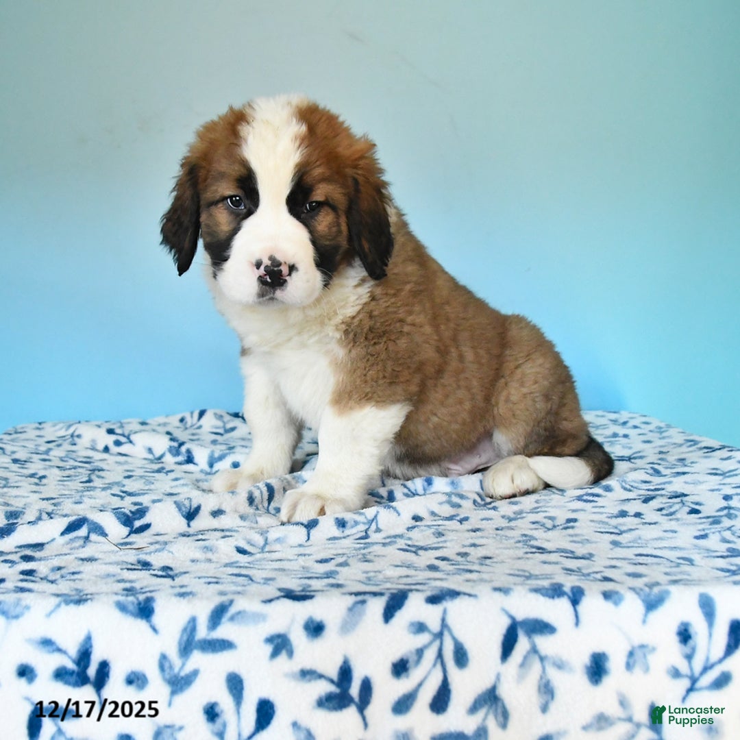 Mixed Breed dogs for sale: Benny - Ad 1