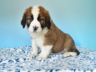 Mixed Breed dogs Benny - Ad 18