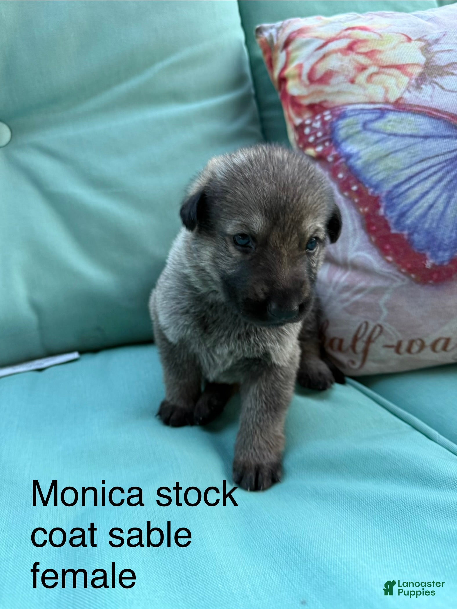 German Shepherd dogs Monica  - Ad 1