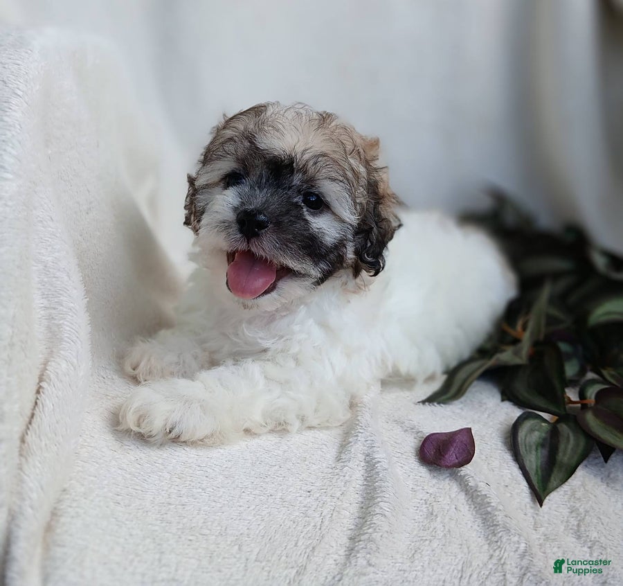 Teddy Bear dogs Cutie - Ad 1