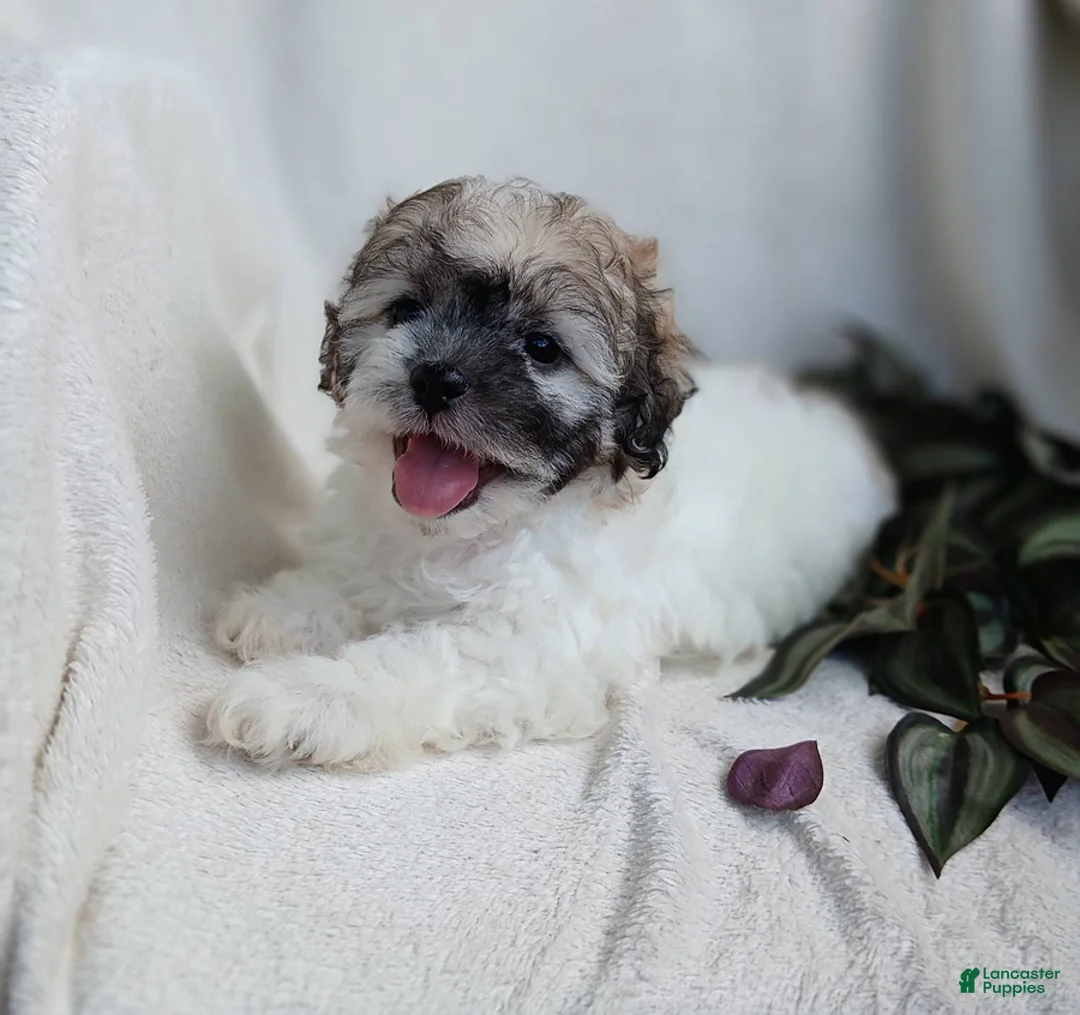Teddy Bear dogs for sale: Cutie - Ad 1