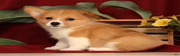 Welsh Corgi Pembroke dogs for sale: Jessica - Ad 4