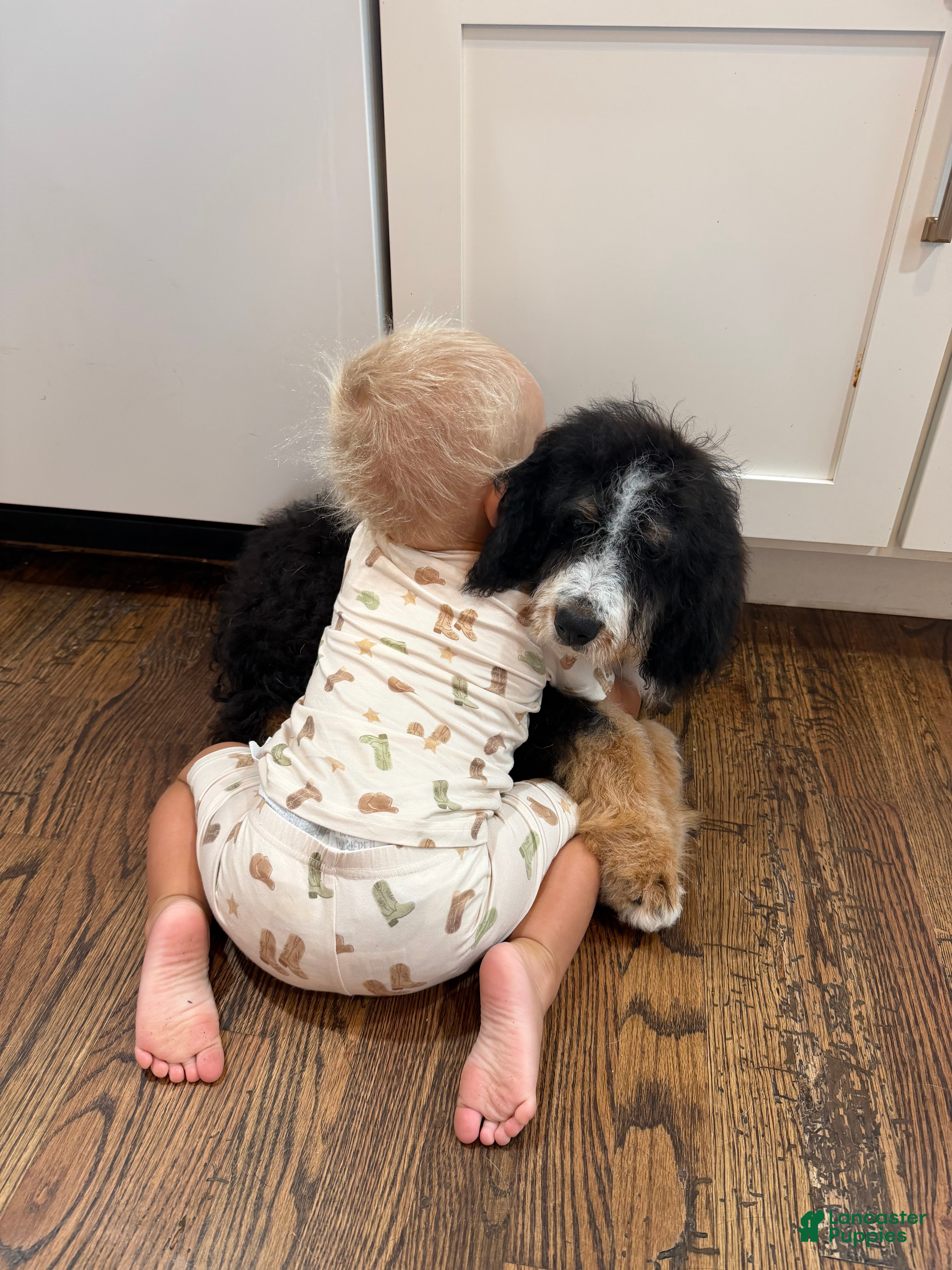 Bernedoodle dogs Bourbon “kid friendly ” Raised with kids  - Ad 1