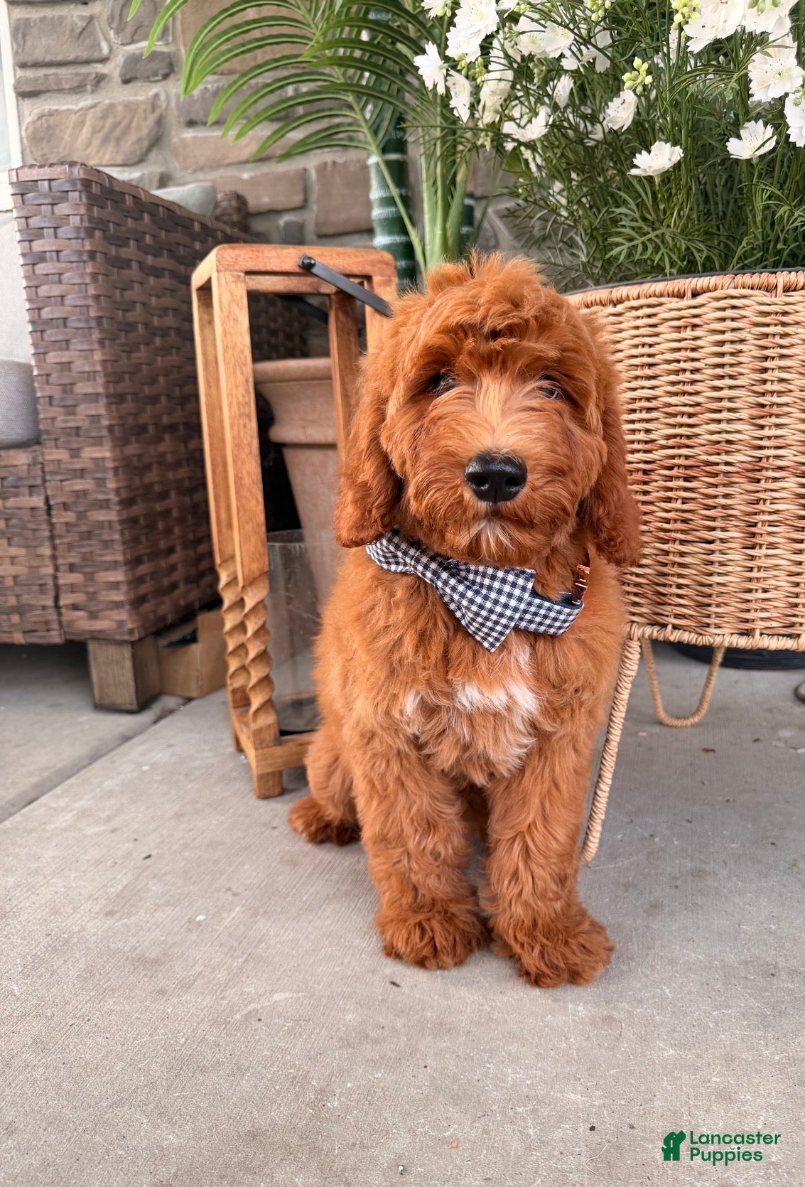 Goldendoodle dogs Graham  - Ad 2