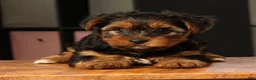 Yorkshire Terrier dogs for sale: Brandy - Ad 7