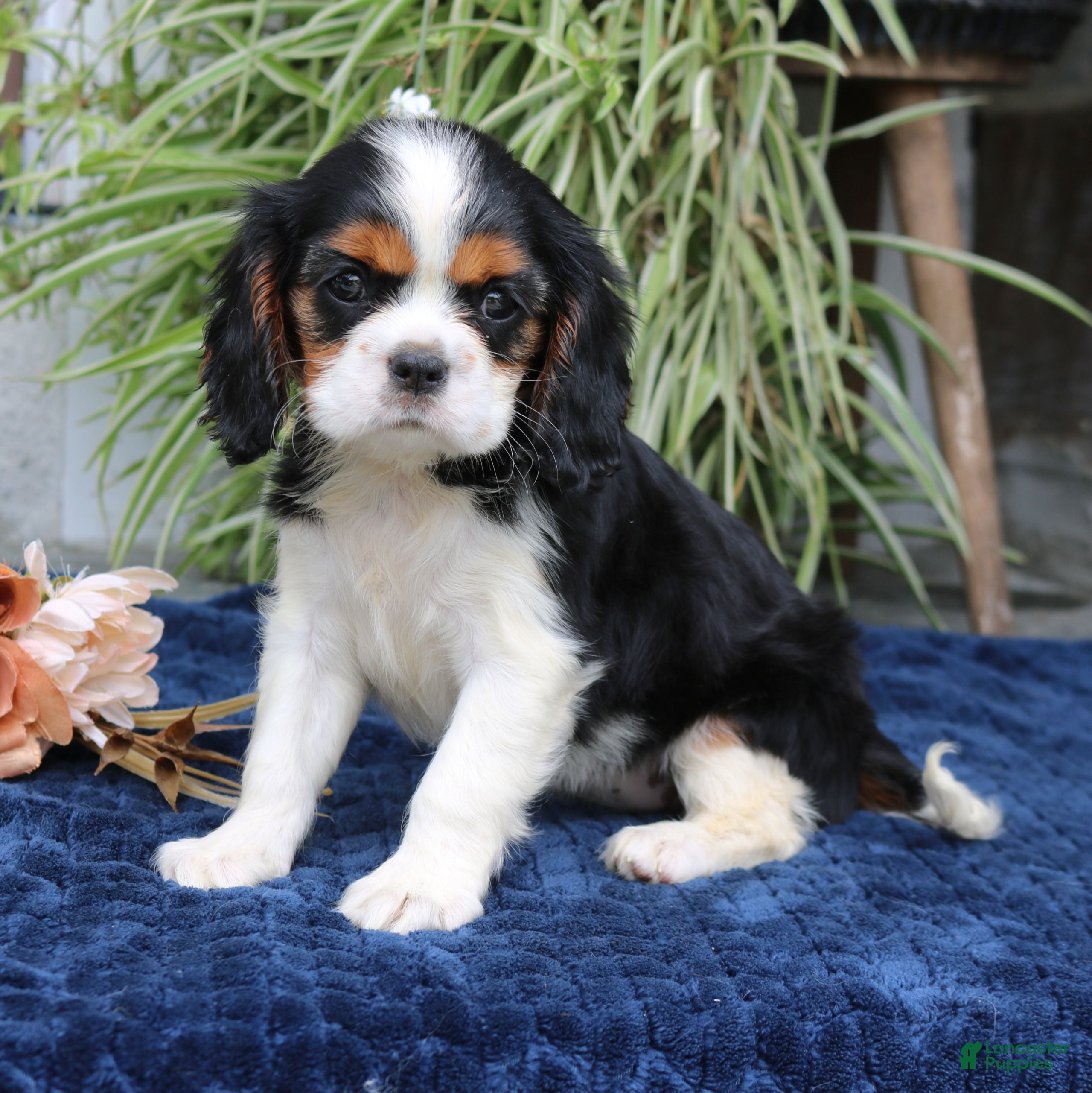 Cavalier King Charles Spaniel dogs Java  - Ad 1