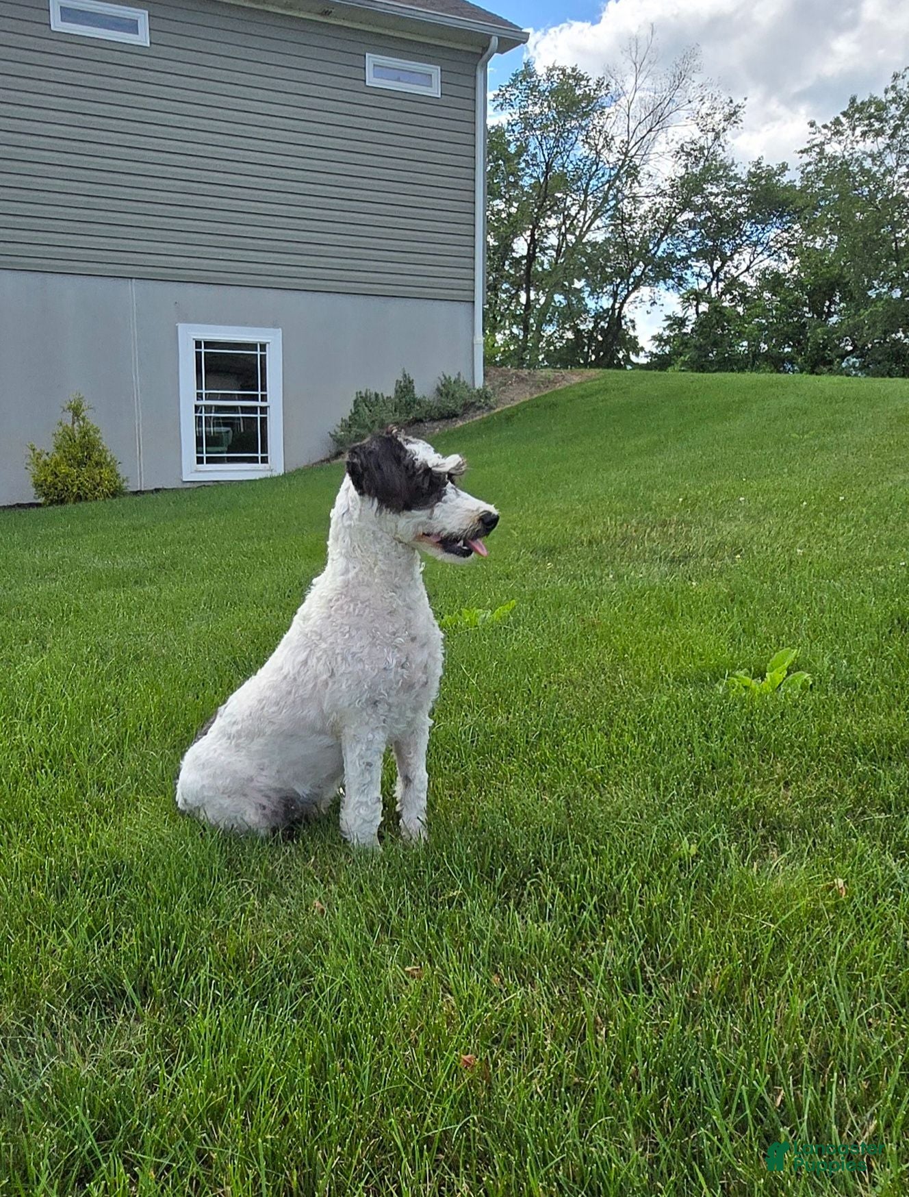 Schnoodle dogs Denver - Ad 1