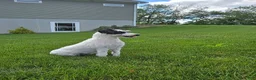 Schnoodle dogs for sale: Denver - Ad 1