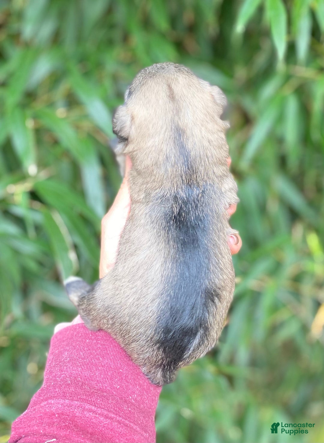 Miniature Schnauzer dogs for sale: Miniature Schnauzer Puppy 1 - Ad 3