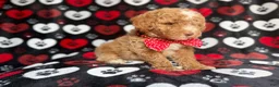 Miniature Poodle dogs for sale: Pluto - Ad 8