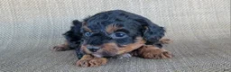 Shihpoo dogs for sale: Maui  - Ad 3