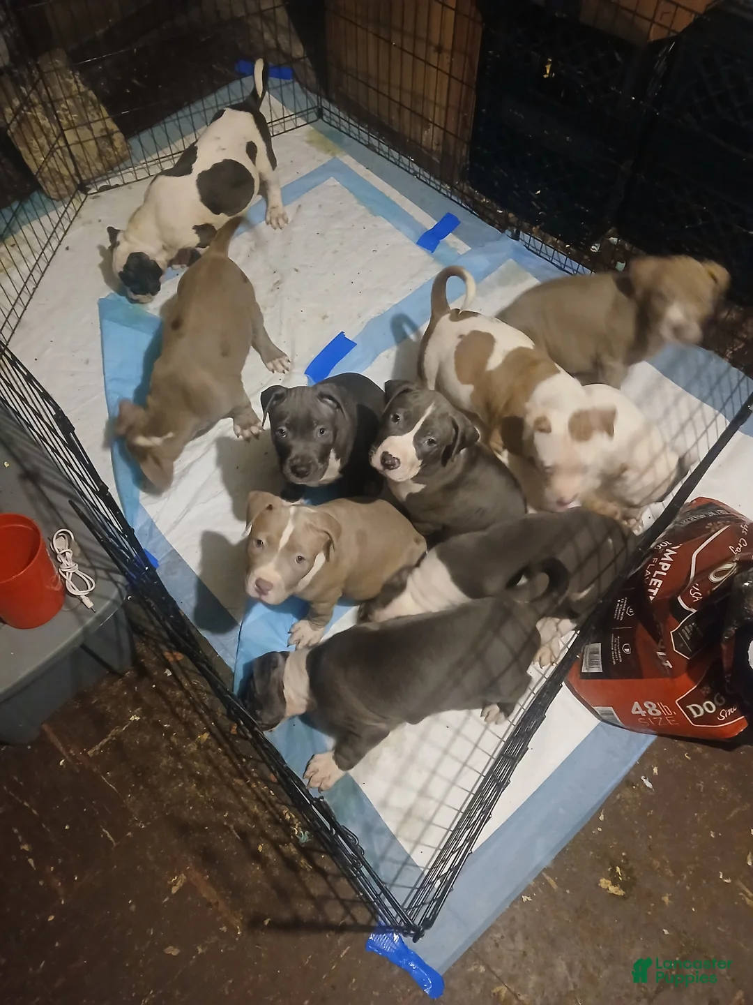 Mixed Breed dogs for sale: Mixed Breed Puppy 7 - Ad 1