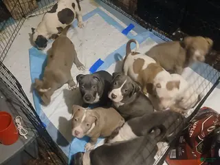 Mixed Breed dogs for sale: Mixed Breed Puppy 7 - Ad 4