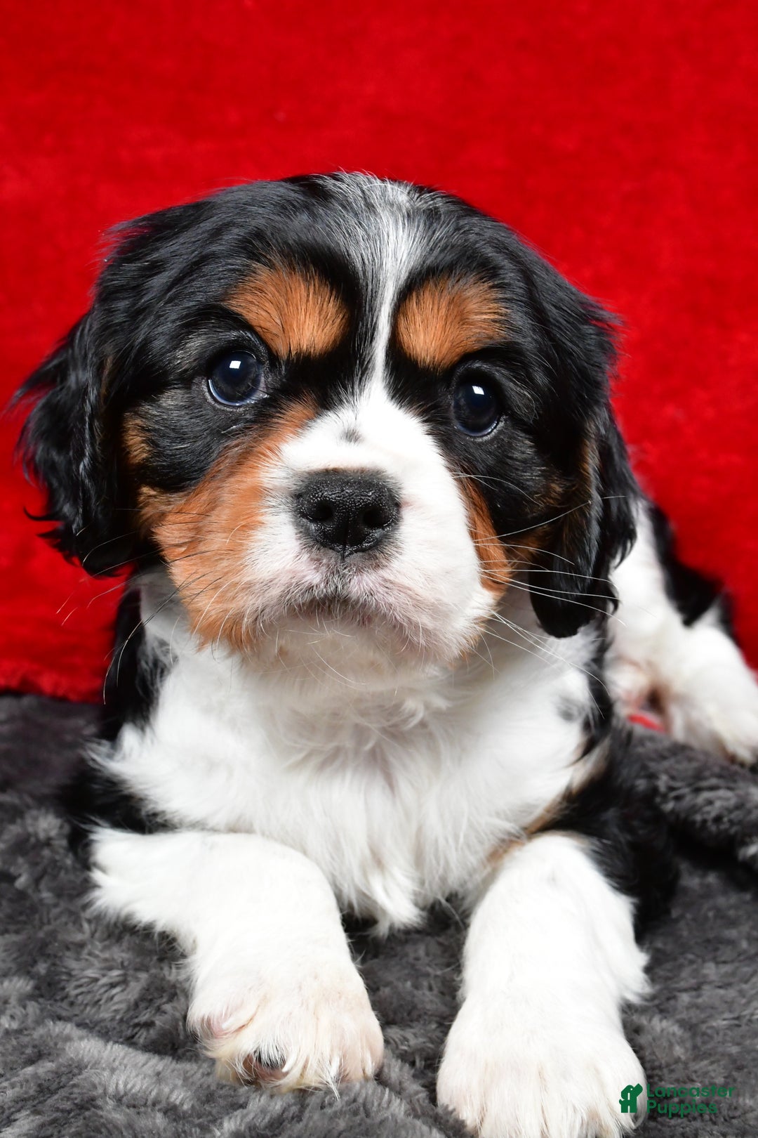 Cavalier King Charles Spaniel dogs for sale: Penny - Ad 10