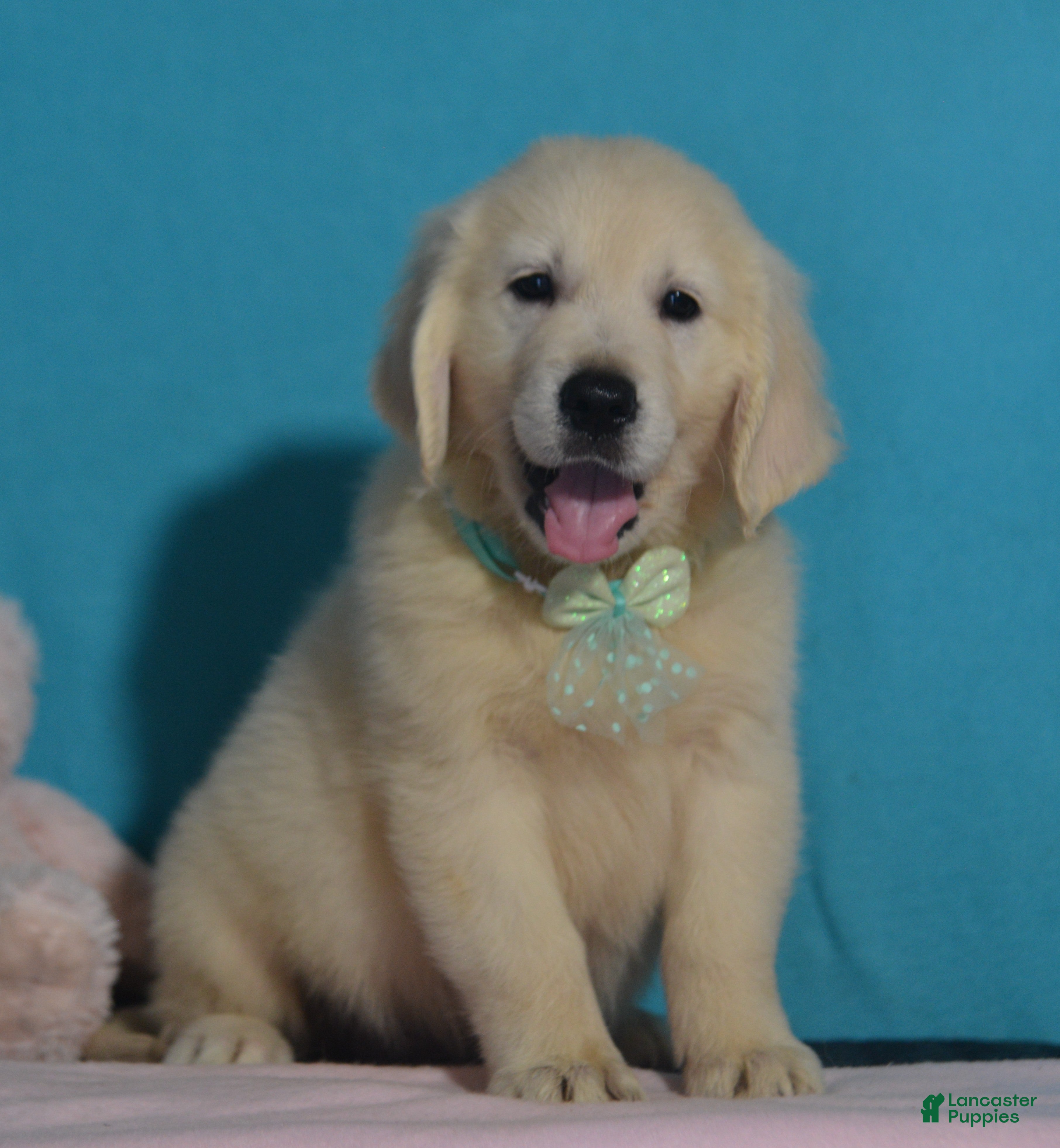 Golden Retriever dogs Tyler - Ad 1