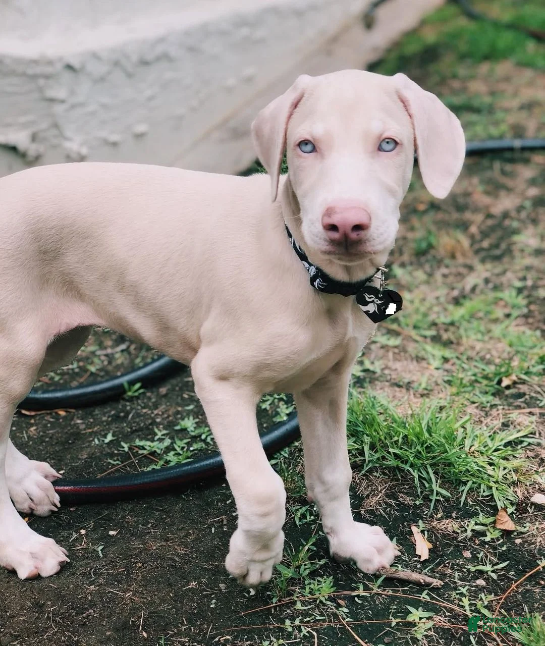 Doberman Pinscher dogs for sale: Doberman Pinscher (ziero) - Ad 1