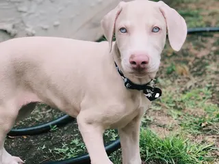 Doberman Pinscher dogs Doberman Pinscher (ziero) - Ad 35