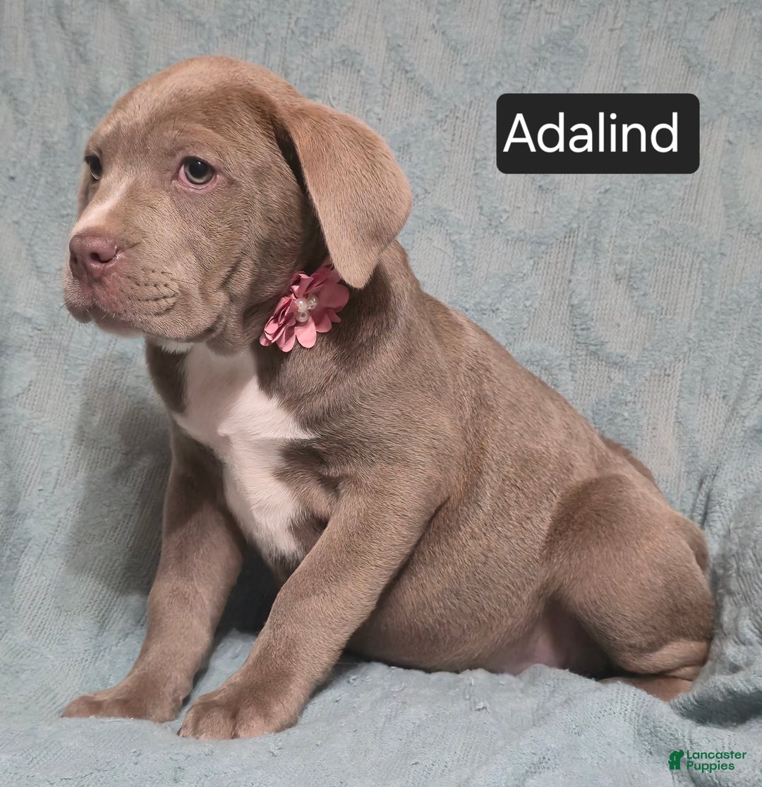 Cane Corso dogs for sale: Adalind - Ad 8