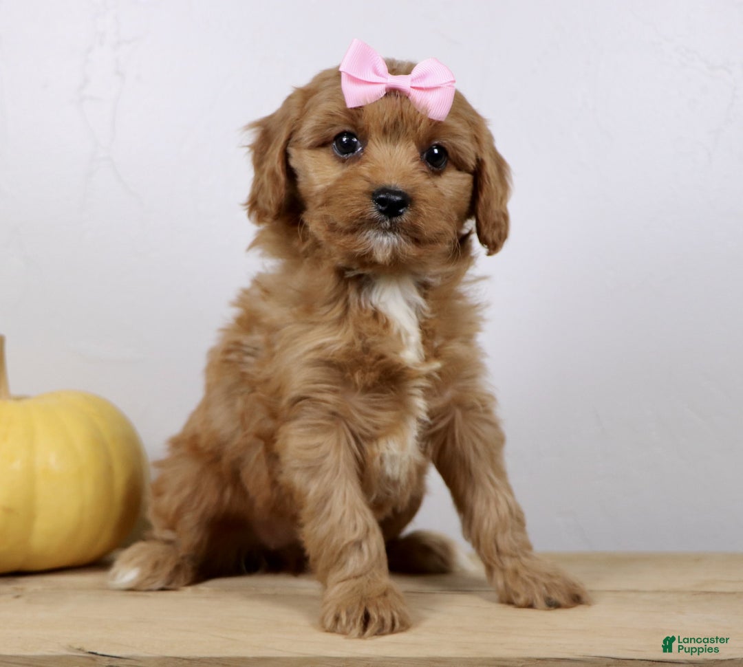 Cavapoo dogs for sale: Macey - Ad 8