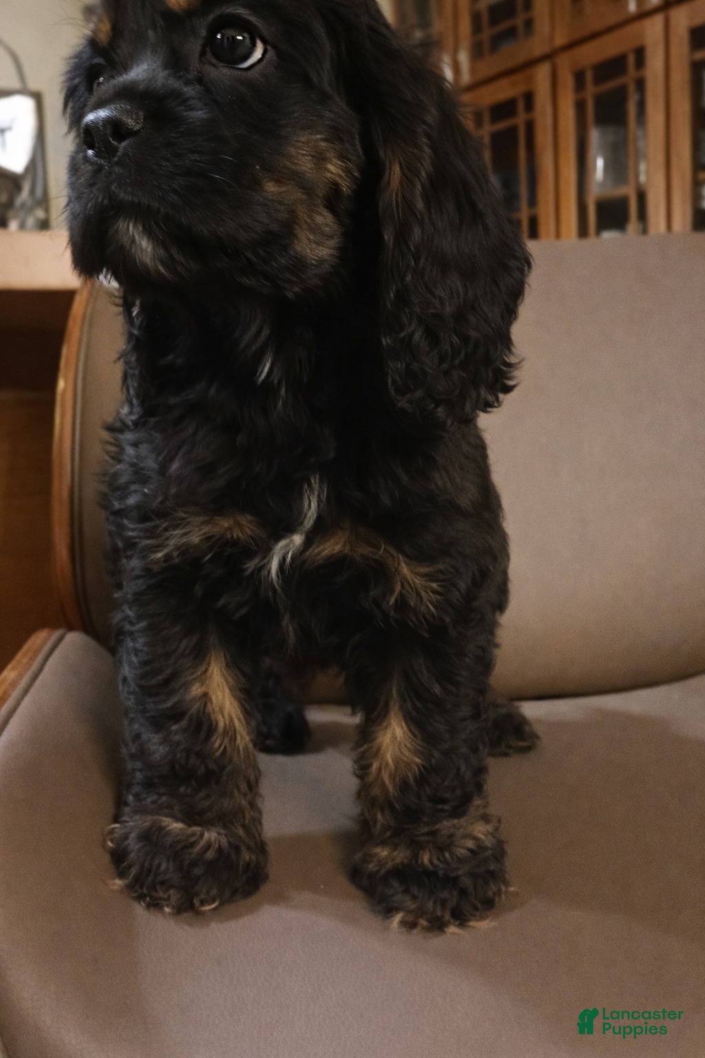 Cocker Spaniel dogs Cocker Spaniel Puppy 1 - Ad 40