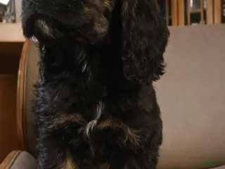 Cocker Spaniel dogs Cocker Spaniel Puppy 1 - Ad 40