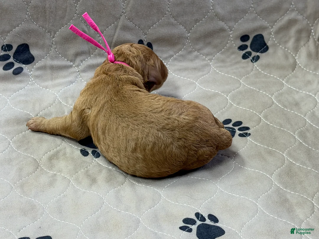 Goldendoodle dogs for sale: Pink - Goldendoodle Puppy 5 - Ad 3