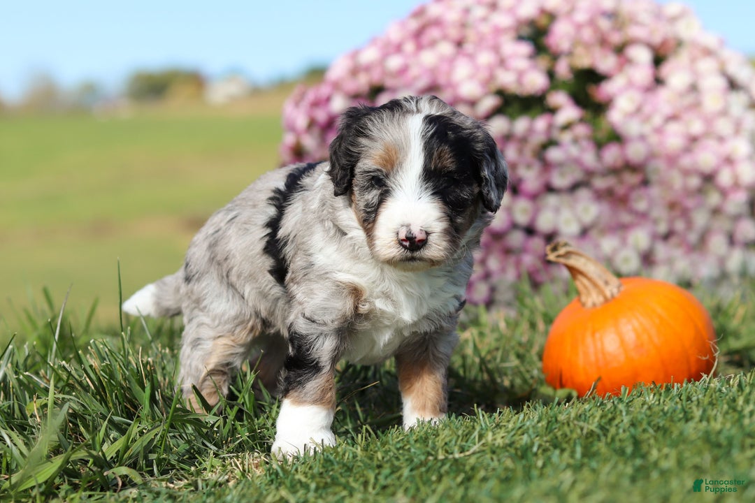 Mini Bernedoodle dogs for sale: Cade - Ad 3