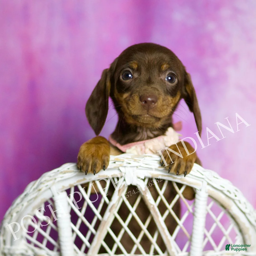 Miniature Dachshund dogs for sale: Amythest - Ad 4