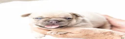 French Bulldog dogs for sale: MJ - Ad 12