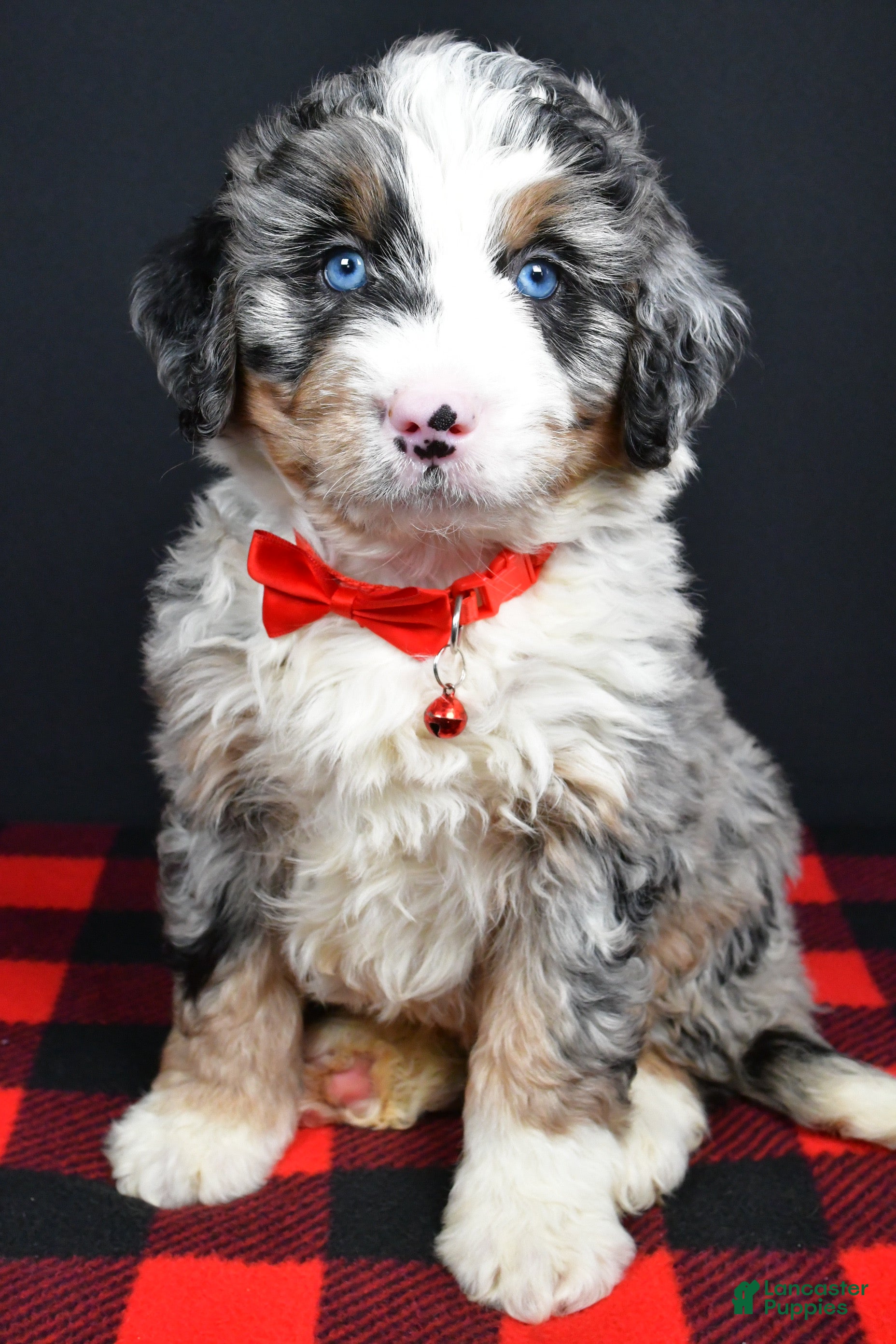 Mini Bernedoodle dogs Bobby - Ad 1