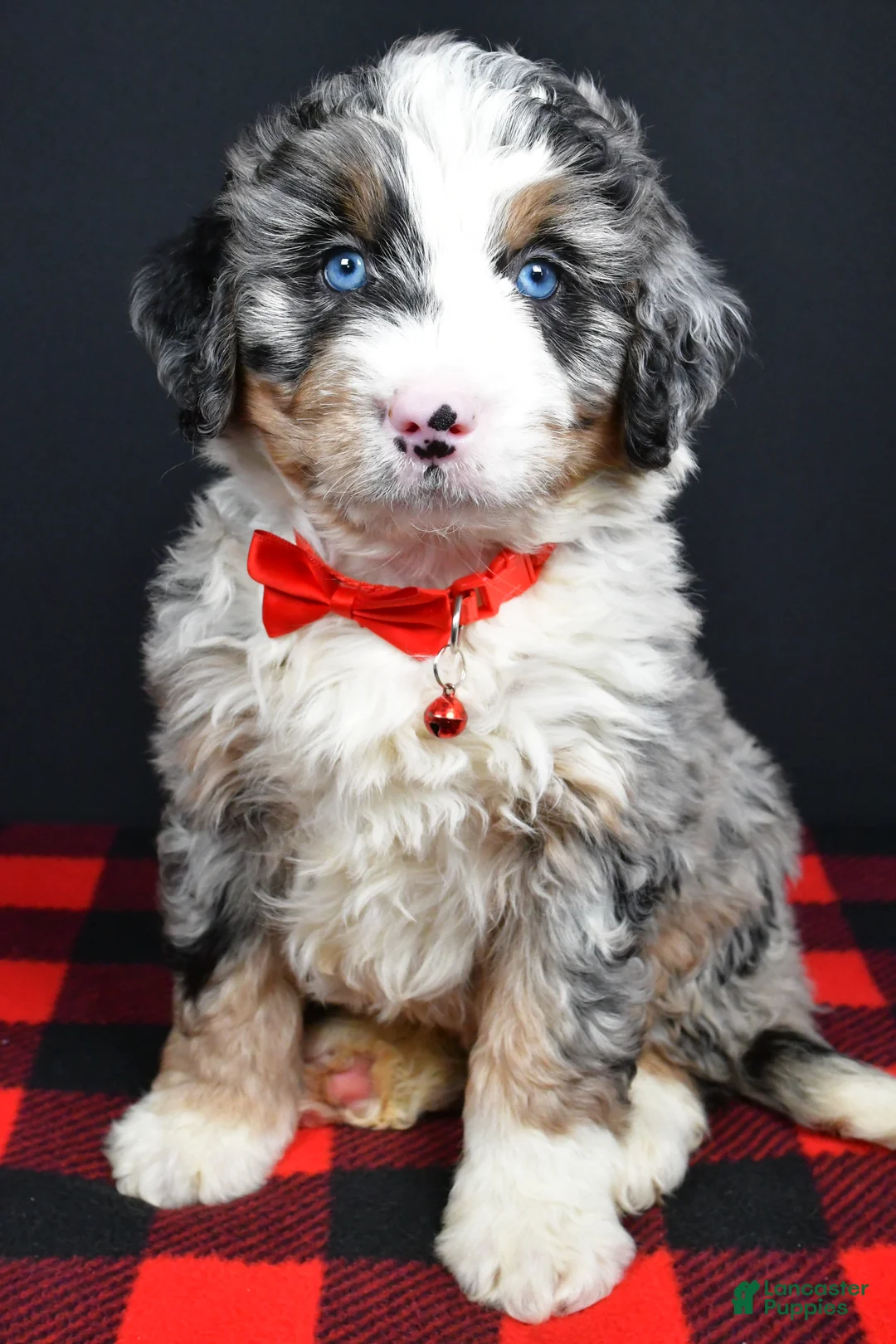 Mini Bernedoodle dogs for sale: Bobby - Ad 1