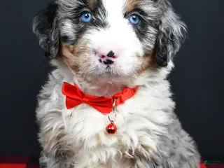 Mini Bernedoodle dogs for sale: Bobby - Ad 1
