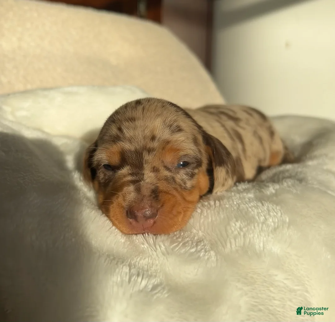 Miniature Dachshund dogs for sale: Moxy - Ad 4