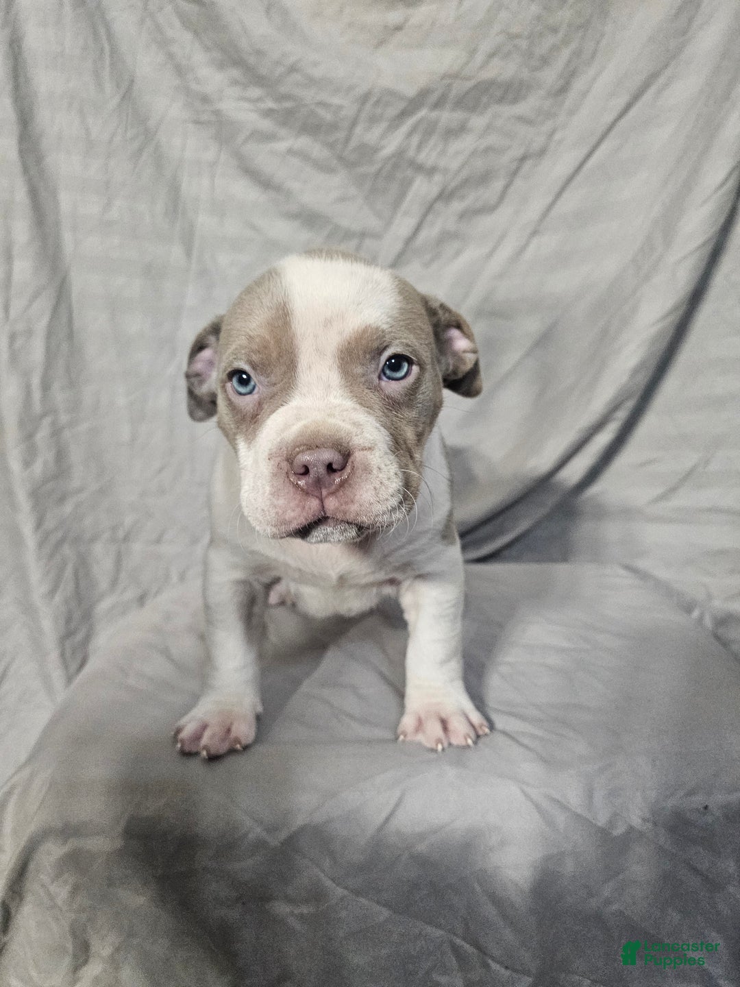 American Bully dogs for sale: Bruiser - Lilac Pied - Ad 7