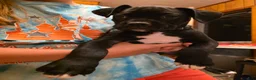 Boxer dogs for sale: Zulu - Ad 3