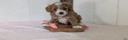 Cavapoo dogs for sale: River - Ad 13