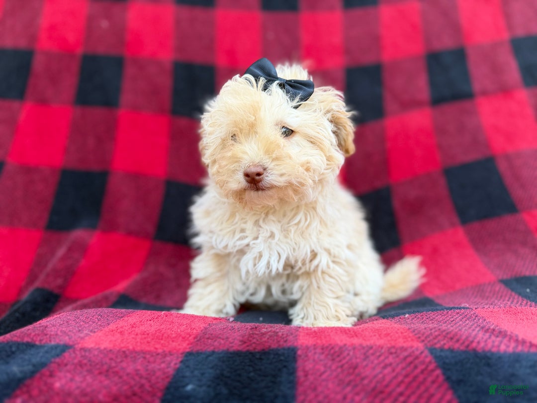 Havapoo dogs for sale: Hope - Ad 6